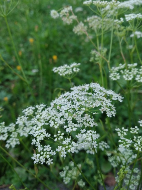 Little white flowers