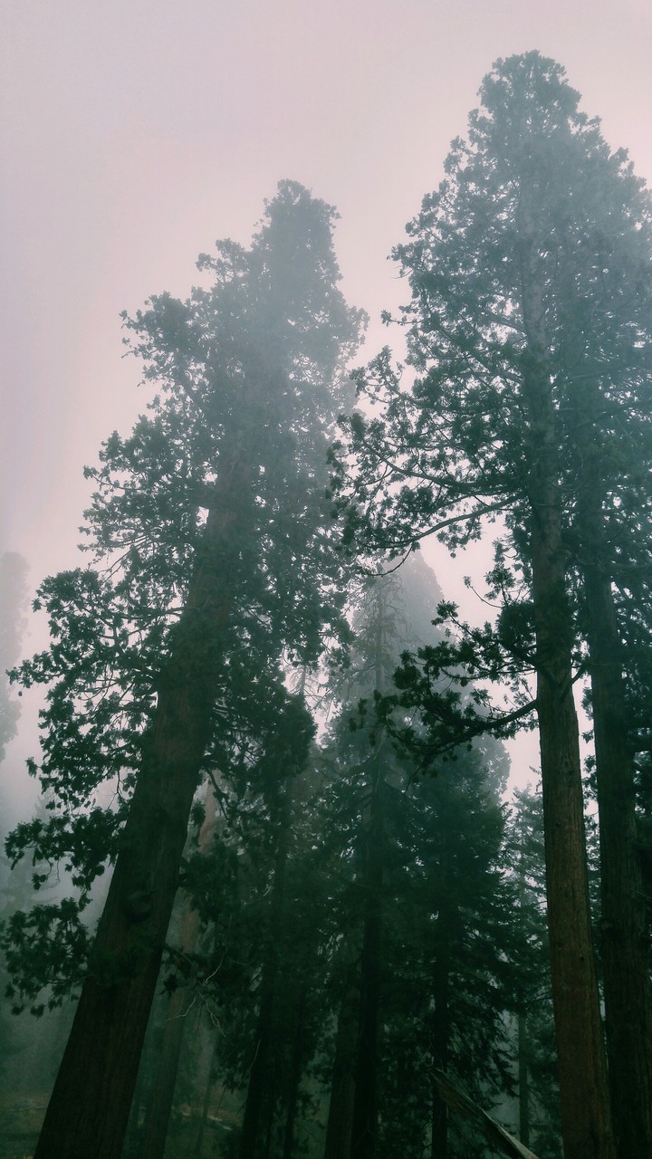 Trees in fog