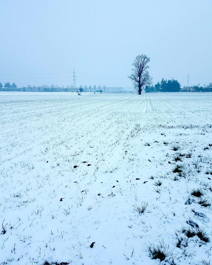 SNOW TREE