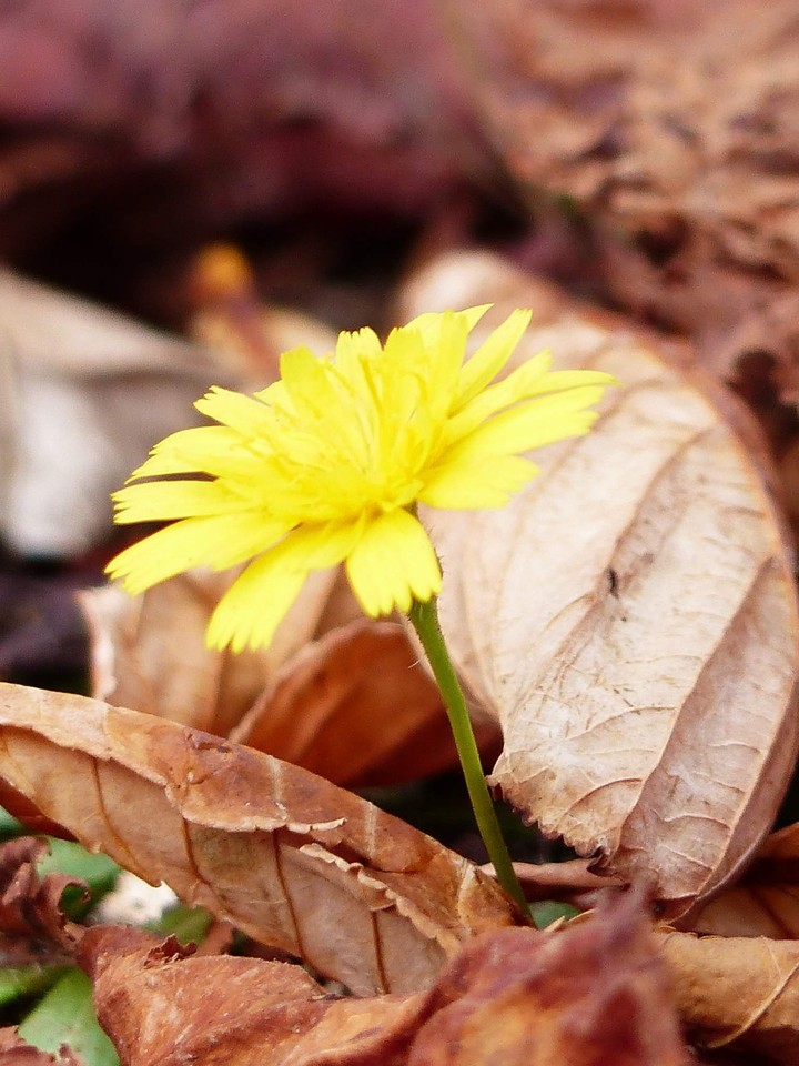 unbekannte Blume