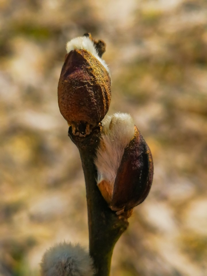 Branch