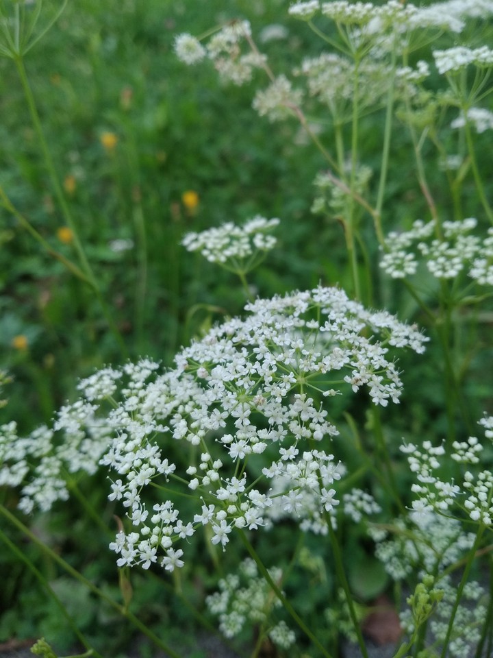 Little white flowers