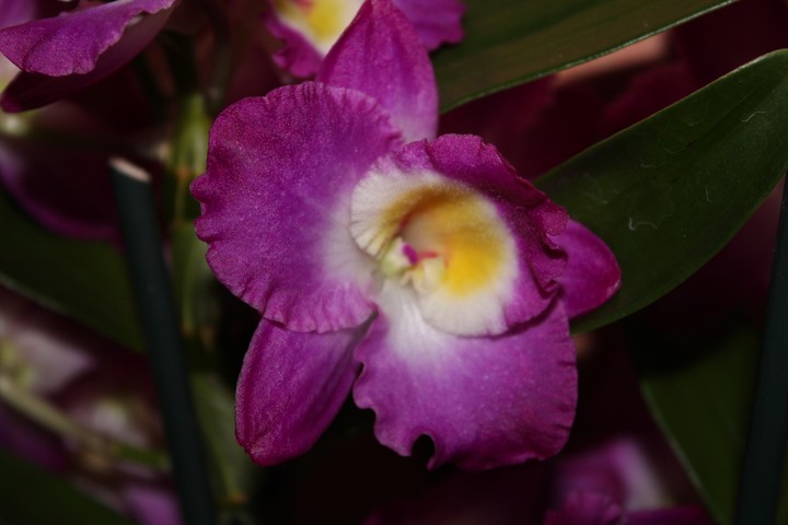 fleurs