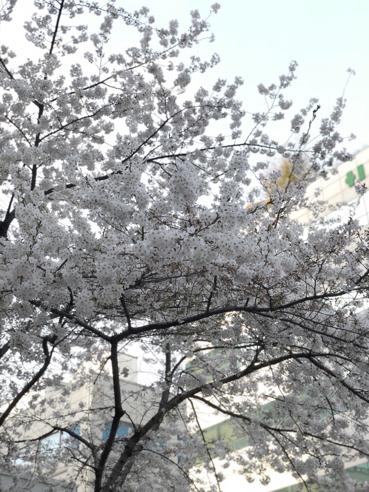spring