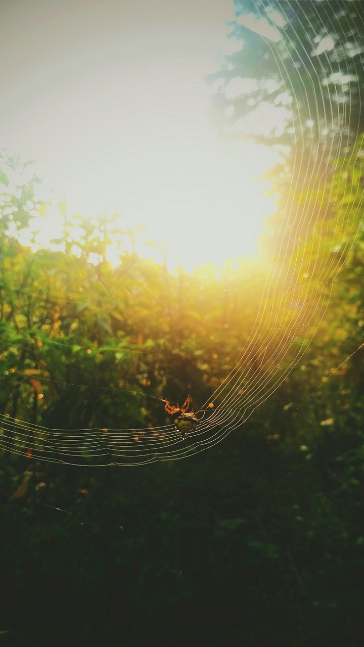 The spider got warm from the sun