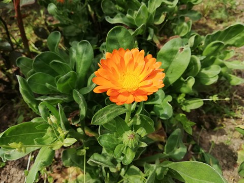 plant, flower wallpapers