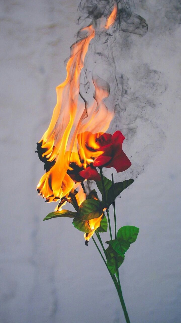 Roses
