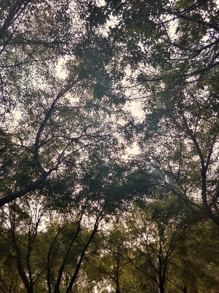 Nature