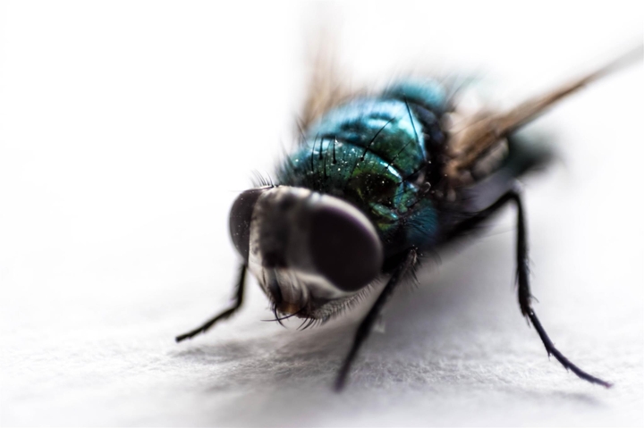 fly;)