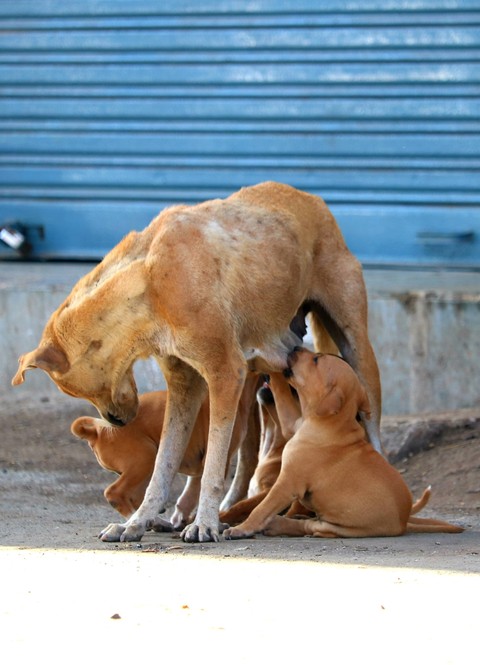 mother love