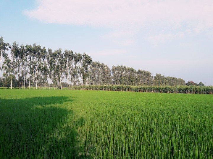 nature in agricultural farm