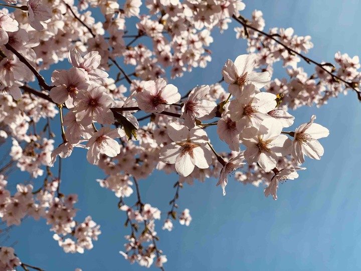 cherry blossom