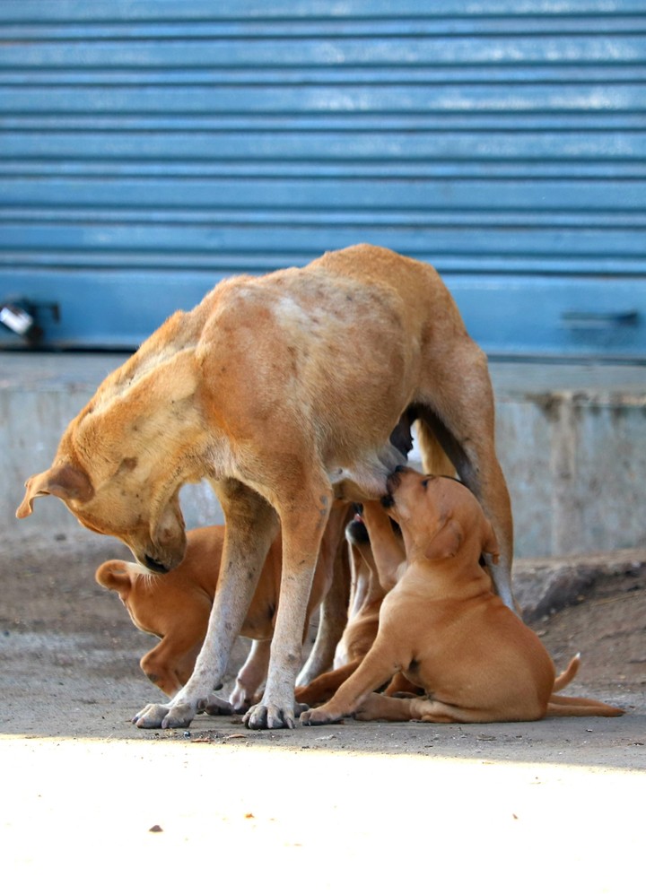 mother love
