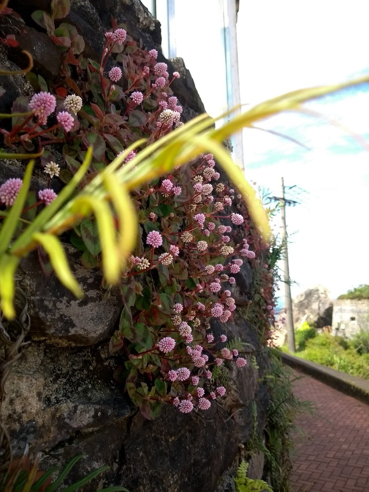 Pinkish