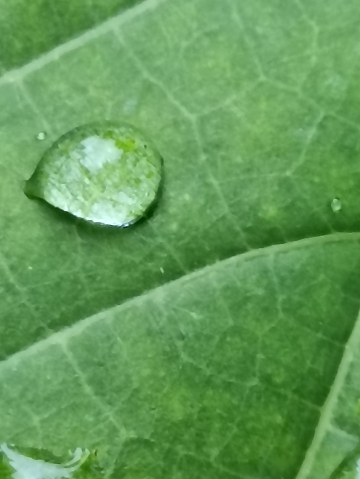 Drop