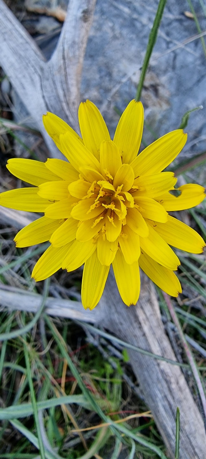 yellow daisy