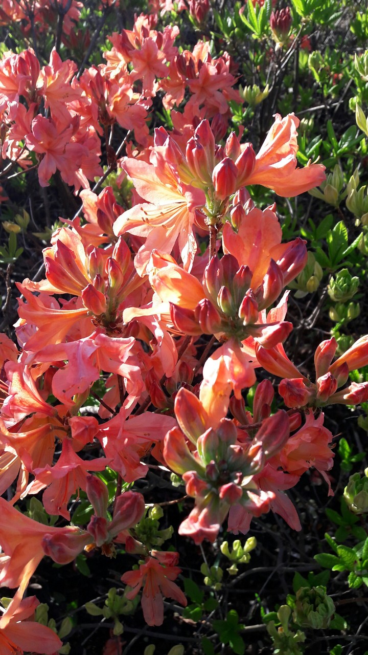 Spring flowers
