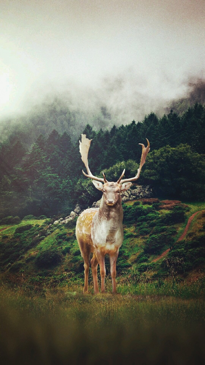 animaux