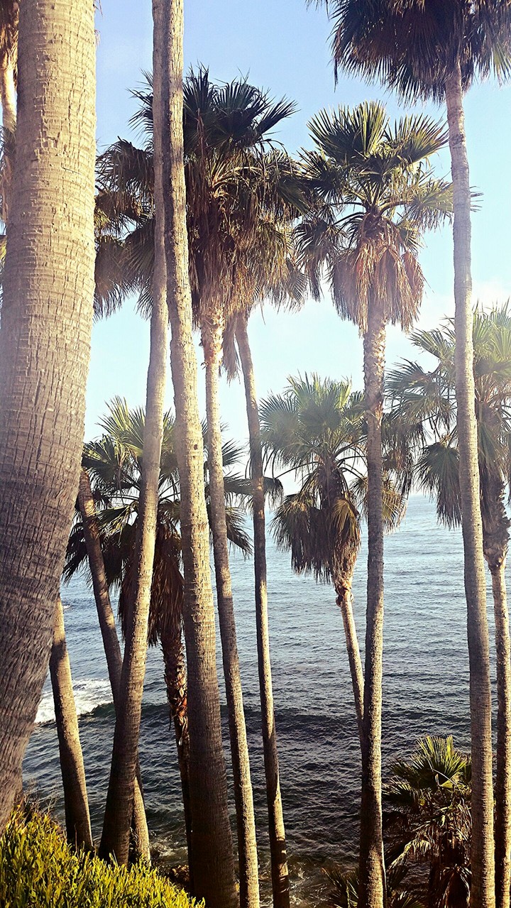 Ocean Palms