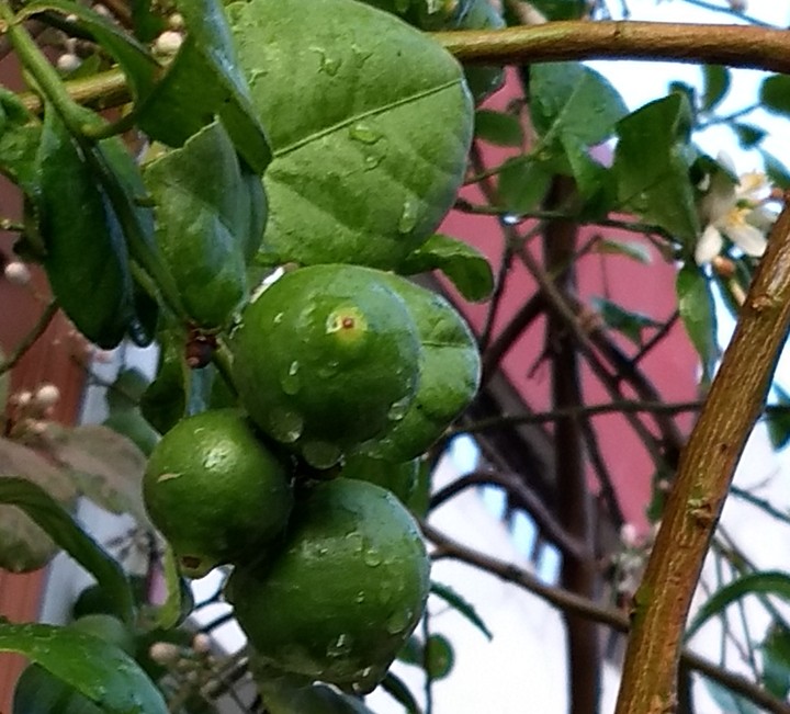lemons
