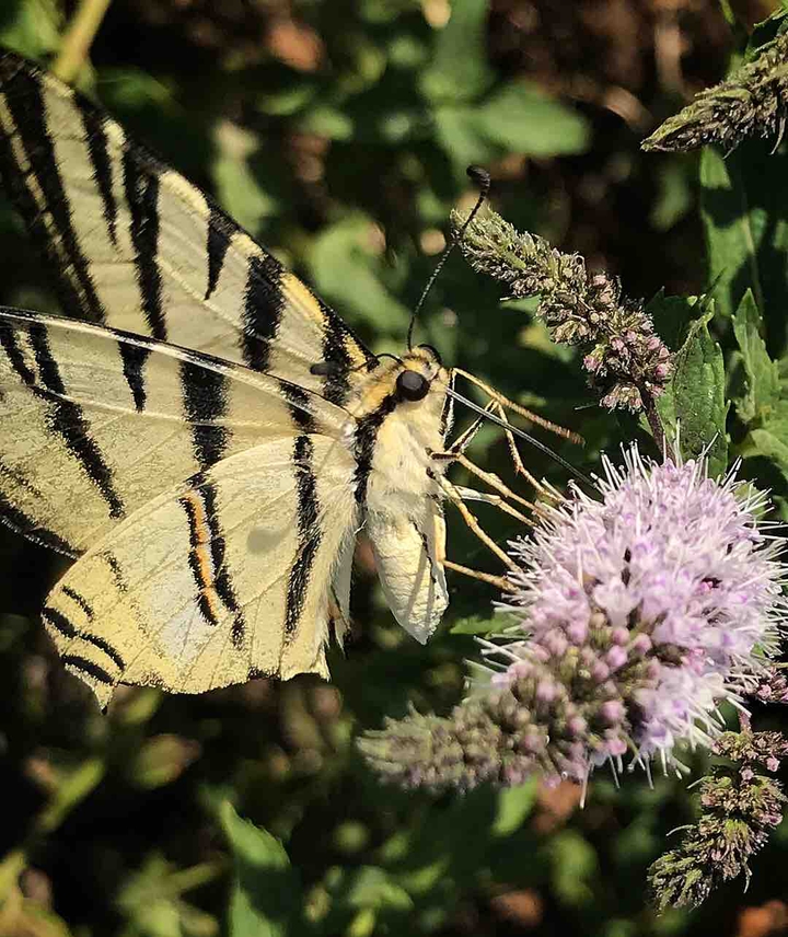 Caught a Butterfly in the photo