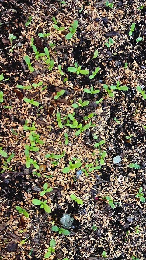 農業, groundcover桌布
