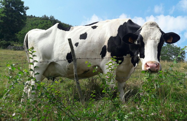 cow