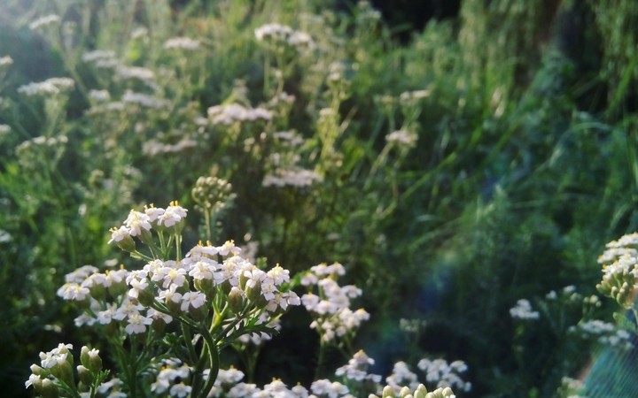 Summer Flowers