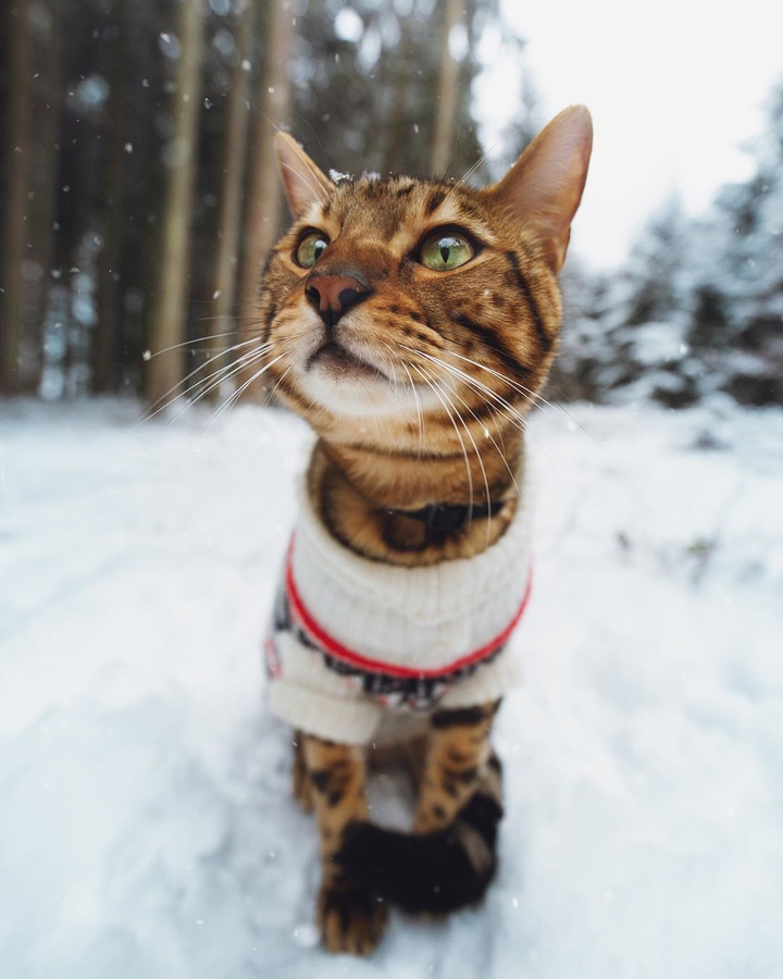 ЖИВОТНЫЕ