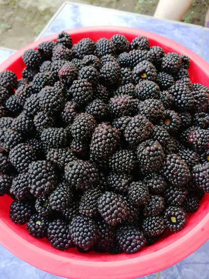 blackberry