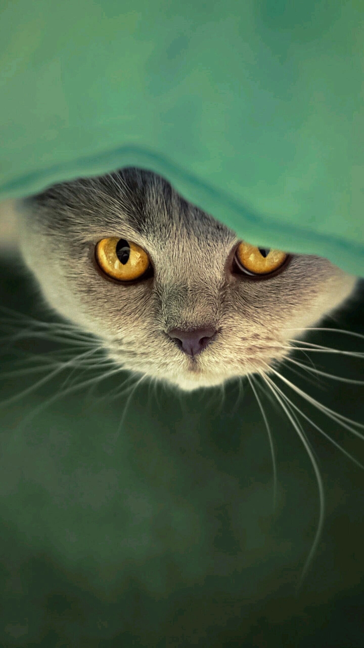 Cat day!