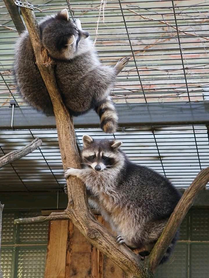 Tallinn Zoo