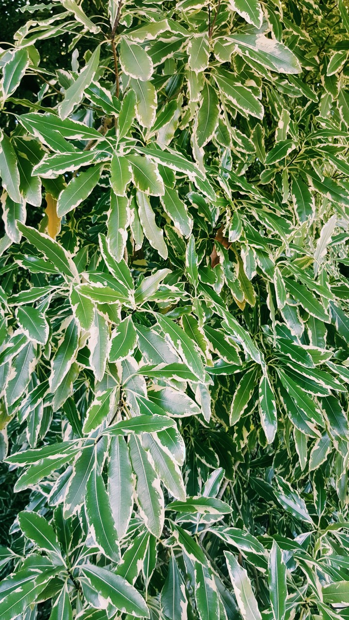 Green is lovely