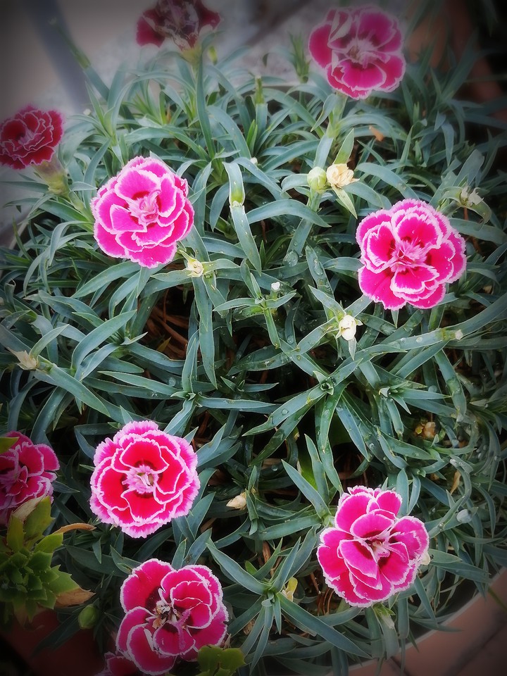 Dianthus caryophyllus. / Claveles rosados