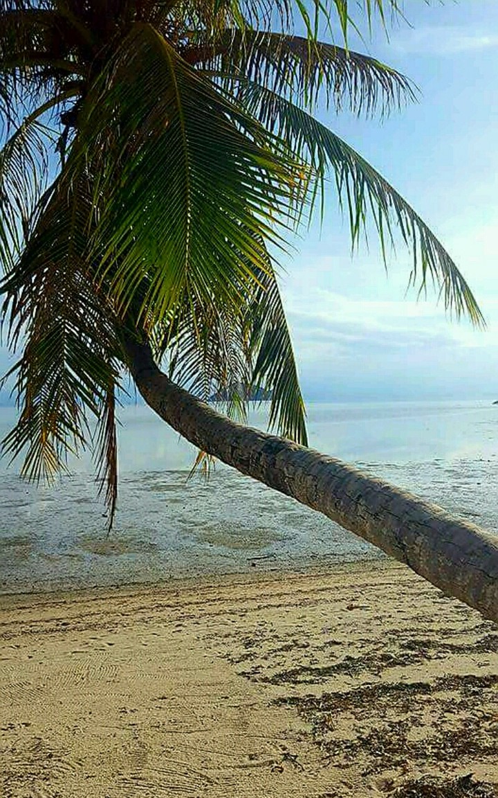 Palm Tree