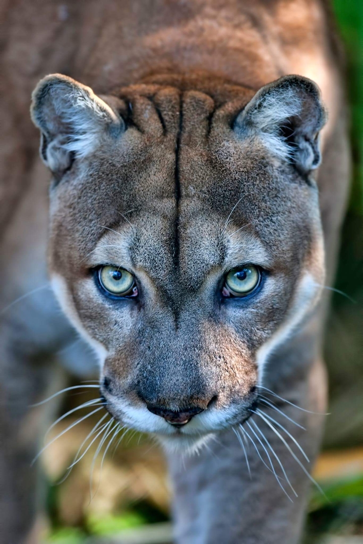 sguardo