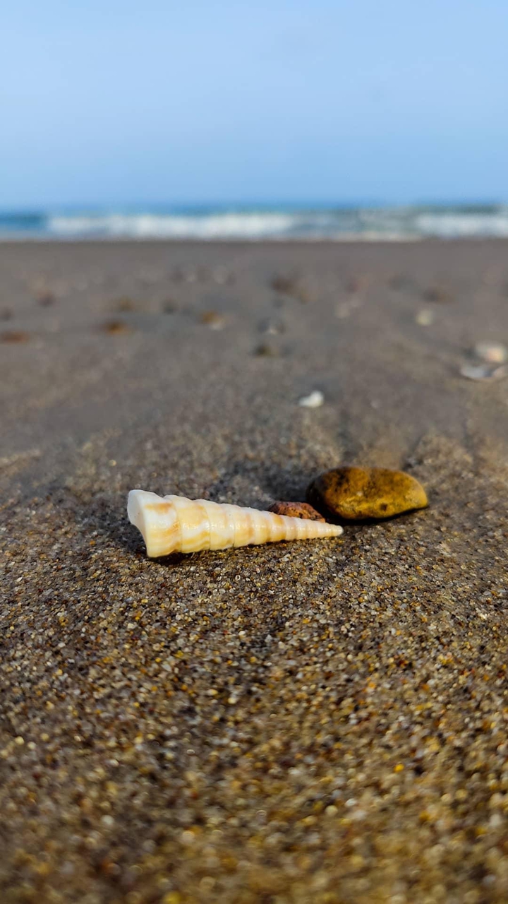 SHELL