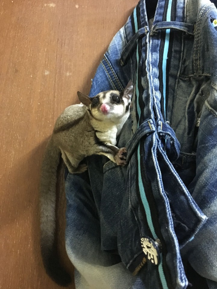 sugar glider 蜜袋鼯