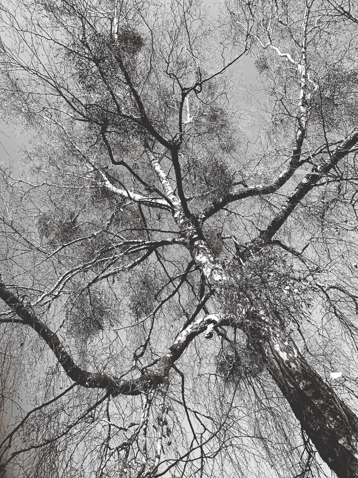 melancholy tree