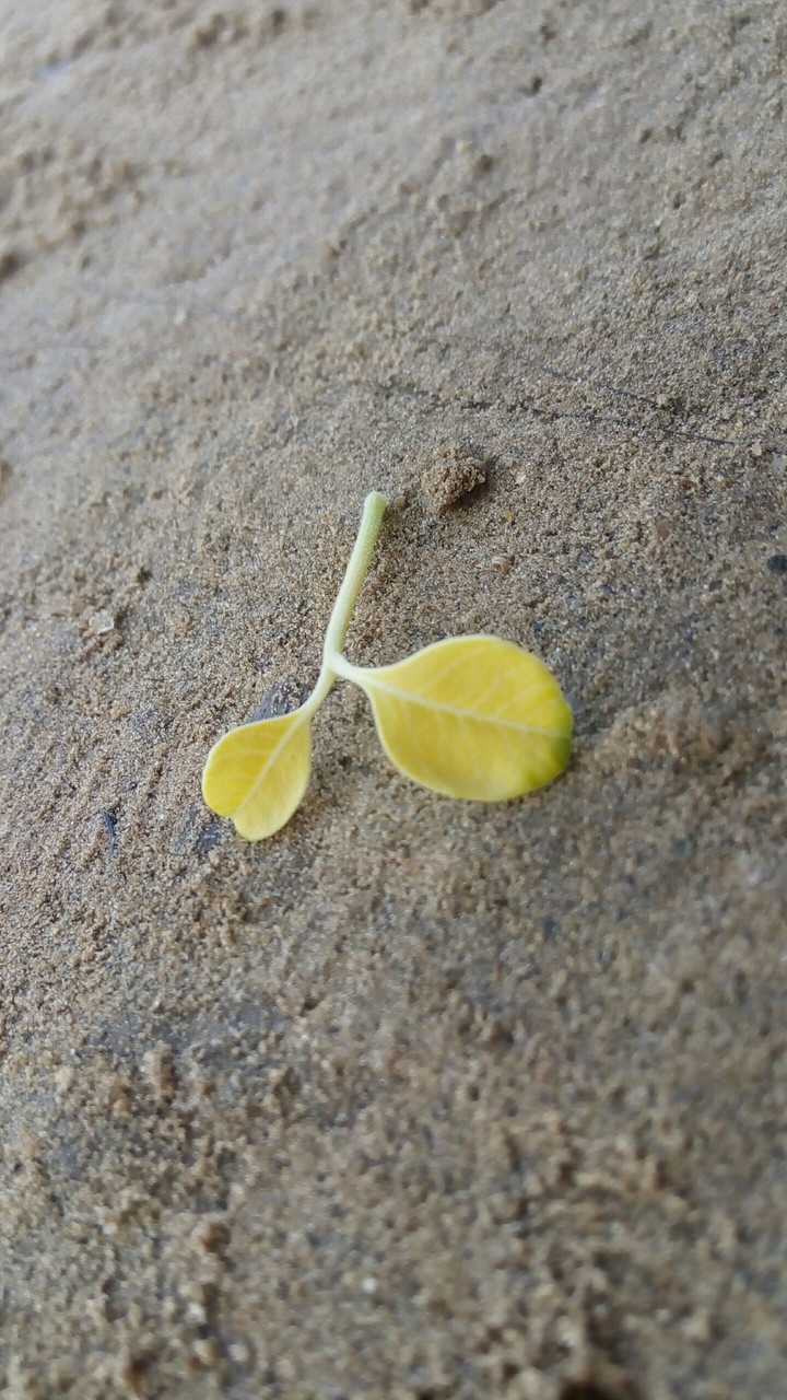 leaf