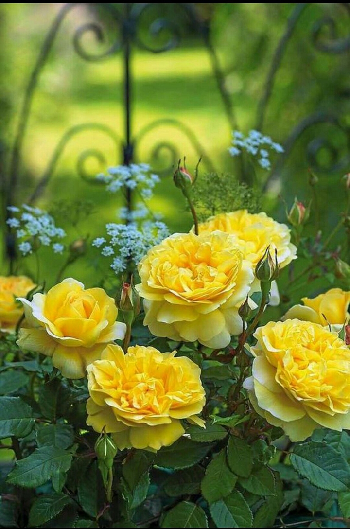 yellow rose