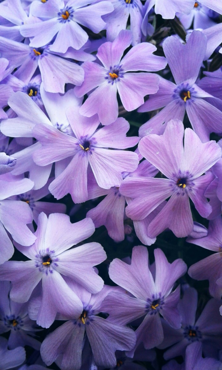 Purple flowers