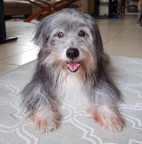 Blacky 17 + years