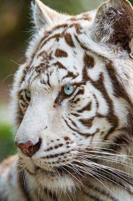 white_tiger