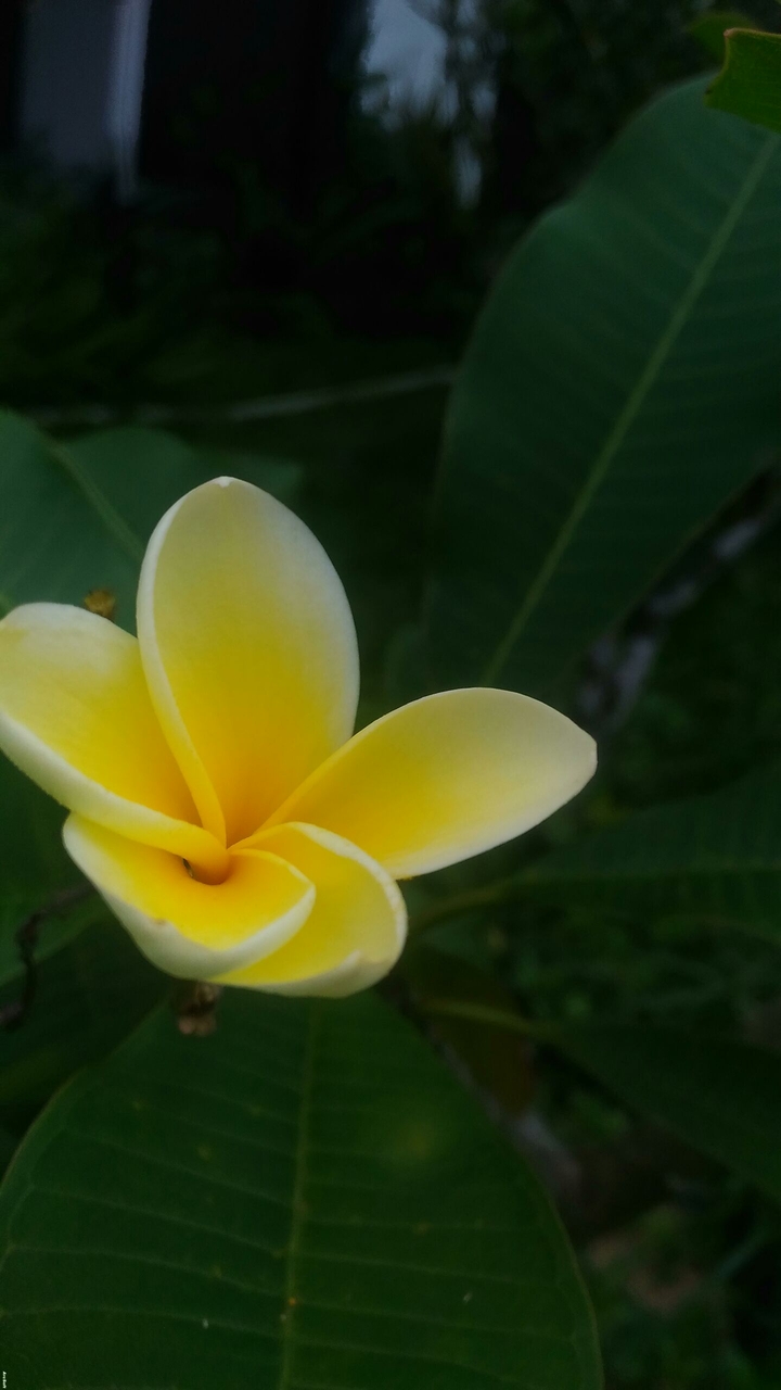 cambodia flowers