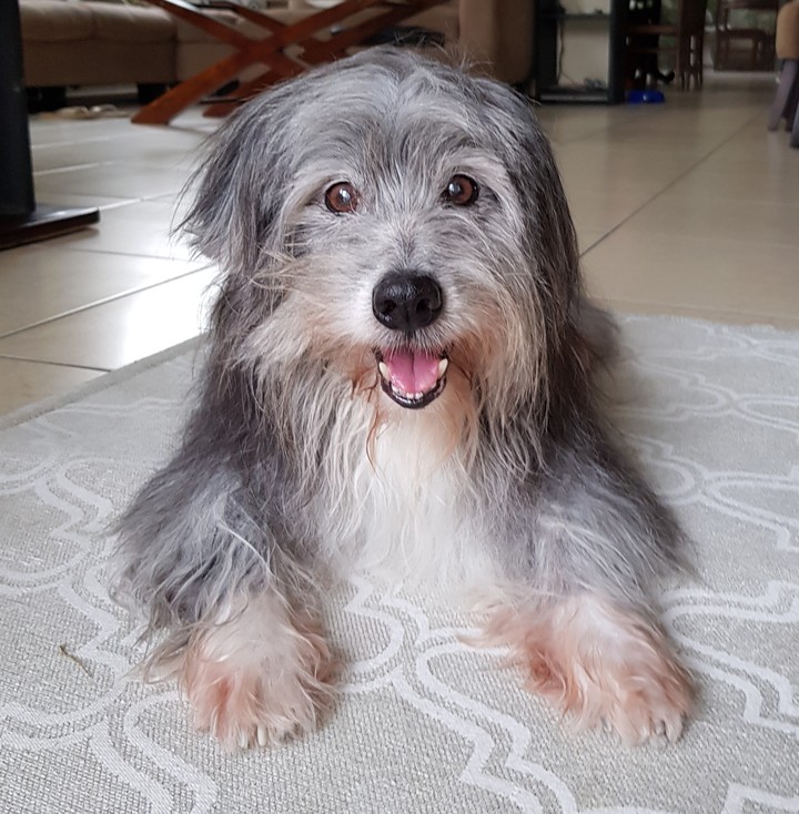 Blacky 17 + years