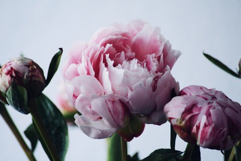 Paeonia