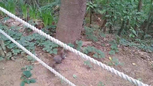 다람쥐 아니고 청설모 입니다