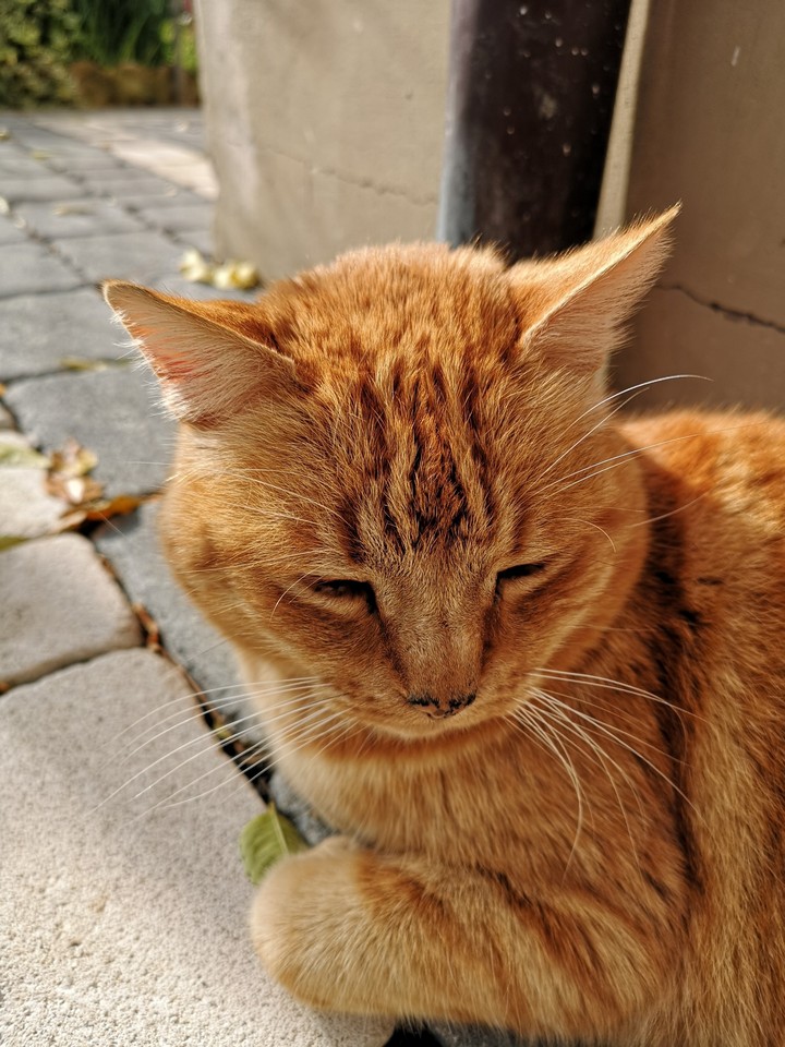 cat