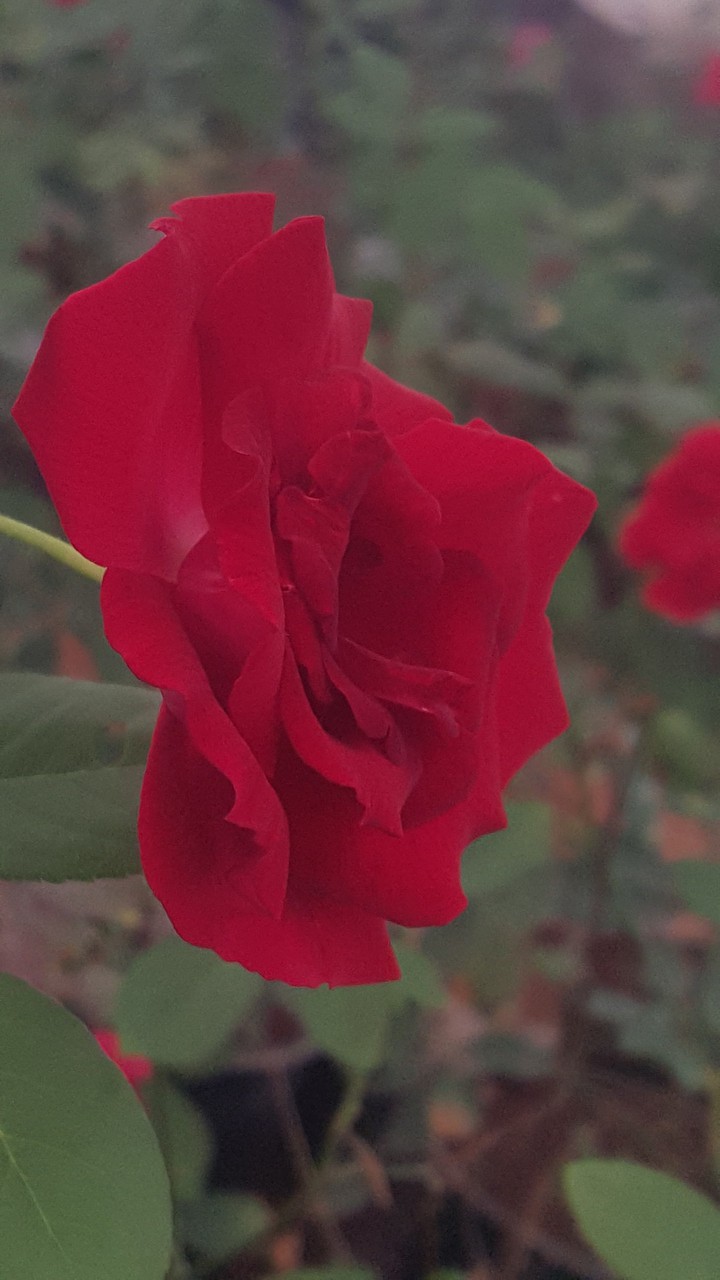 Red Rose